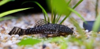 10 Types of Plecos That Stay Small