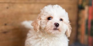 50 Popular Poodle Mixes & Doodle Cross Breeds (with Pictures)