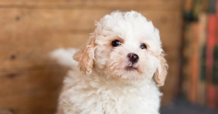 50 Popular Poodle Mixes & Doodle Cross Breeds (with Pictures)