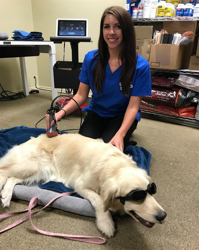 Cold Laser Therapy Device For Dogs What You Need To Know