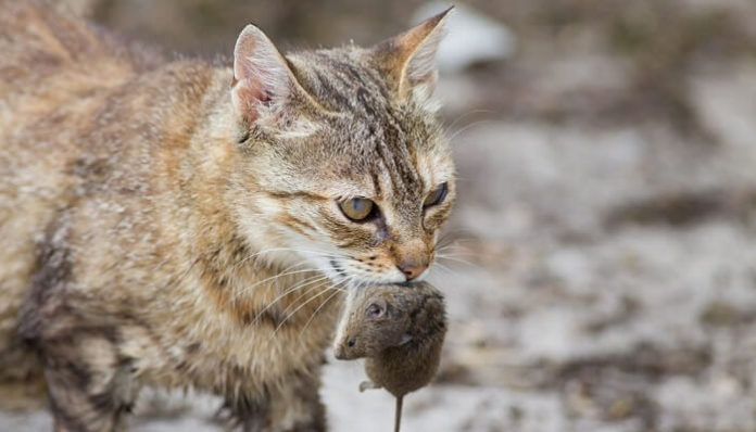 Do Cats Eat Mice, What You Need to Know!