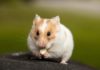 Hamster Sounds and Their Meanings