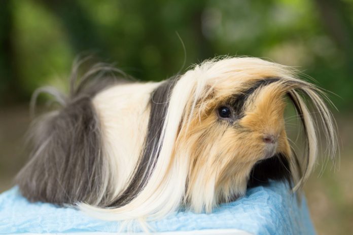 Peruvian Guinea Pig Info; Pictures, Personality & Traits