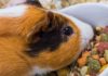 Guinea Pig Diet; How Much, and How Often [Feeding Chart & Guide]
