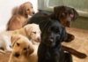 Labrador Retriever Puppies For Sale in Florida