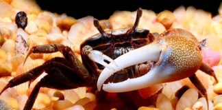 Types Of Pet Crabs