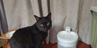 Are Wireless Cat Water Fountain Worth It? Things you should know