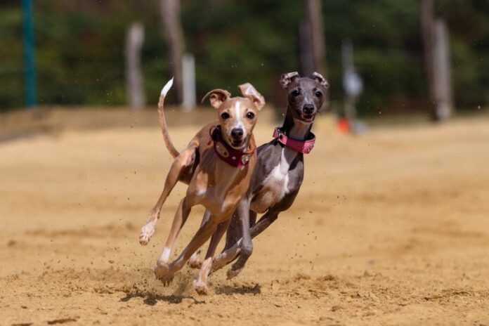 10 Fastest And Slowest Dog Breeds In The World