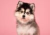 What You Should Consider Before Getting A Pomsky