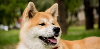 Akita Dog Breed: The Complete Info Guide