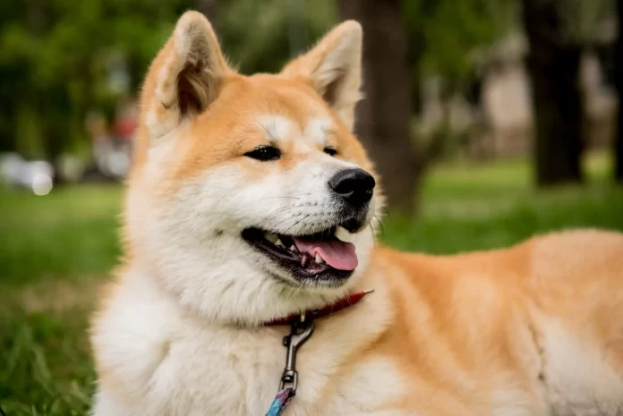 Akita Dog Breed: The Complete Info Guide