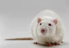 Albino Rats; 18 Amazing Facts About These White Rats