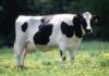 Black and White Cow Breeds