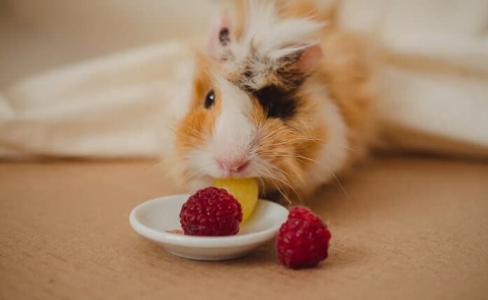 Can Guinea Pigs Eat Raspberries