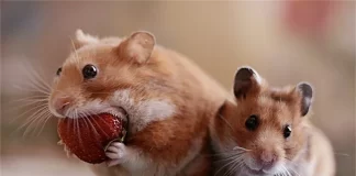 Hamsters ma cuni karaan strawberry