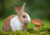 Can Rabbits Eat Mushrooms