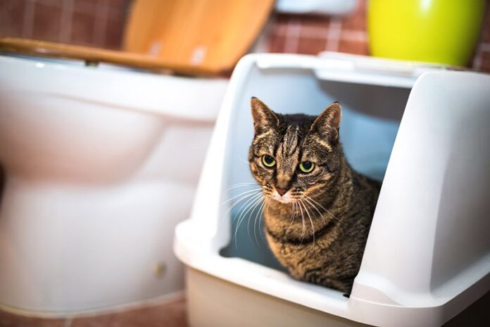 Cat Litter Boxes for Odor Control