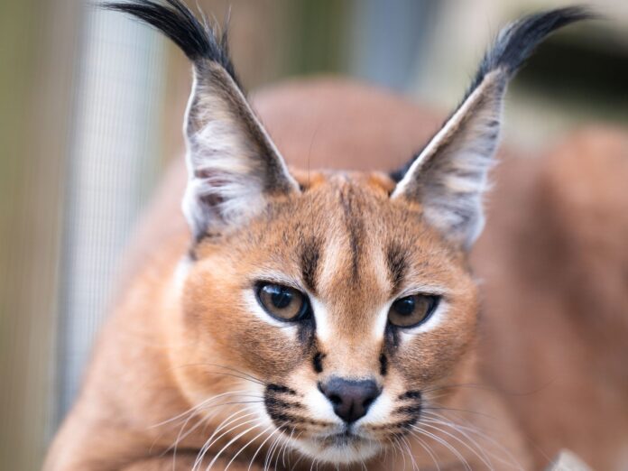 Do Caracals Make Great Pets