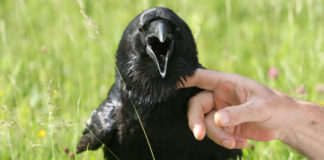 Do Crows Make Good Pets