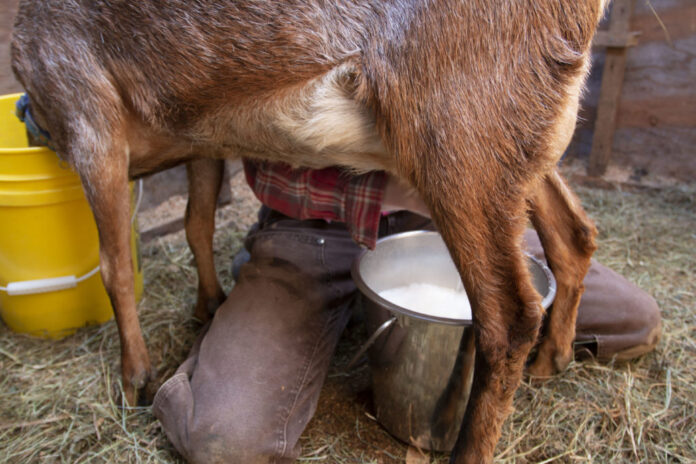 Goat Breeds For Milk Production
