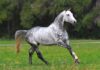 Grey Horse Breeds