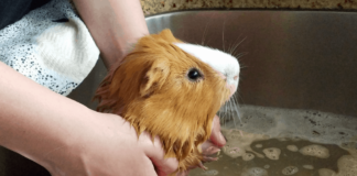 Guinea Pig Shampoos