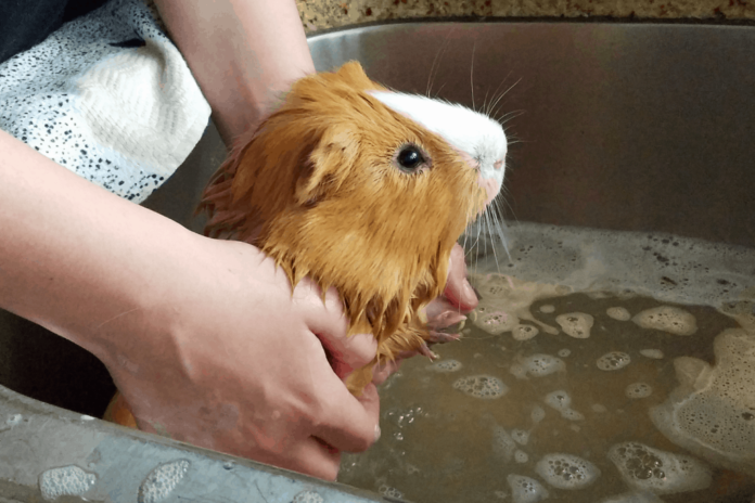 Guinea Pig Shampoos