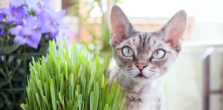 Herbs That Are Safe for Cats
