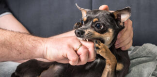 Chihuahua Bite Force