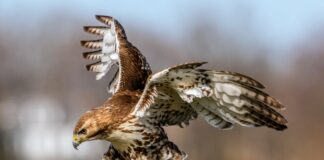 Humane Ways to Keep Hawks Away