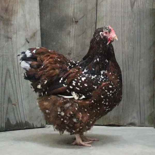 Հոբելյանական Orpington Chicken