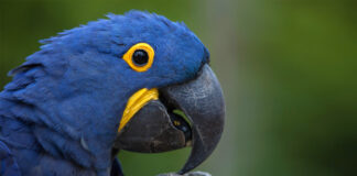 Macaw kostua