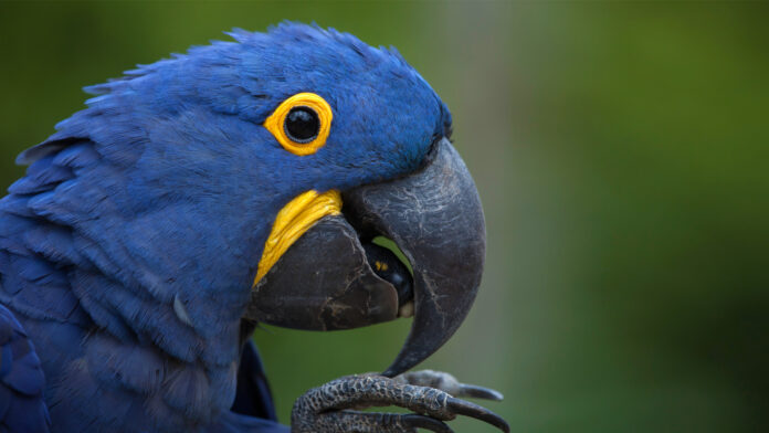 Macaw Cost