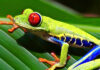Red-Eyed Tree Frogs for Sale