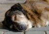 Heatstroke in Dogs: Understanding the Symptoms and Treatment
