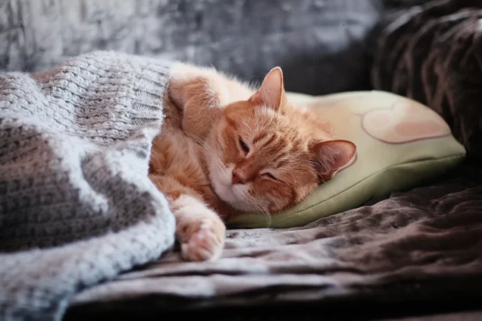 Self-Warming Cat Beds
