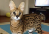 Serval Cats