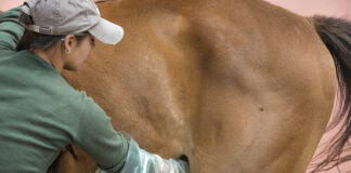 Sheath Cleaning for Horses