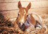 What Is a Baby Horse Called