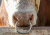 Why Do Bulls Have Nose Rings