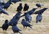 Why Do Crows Gather in Large Numbers