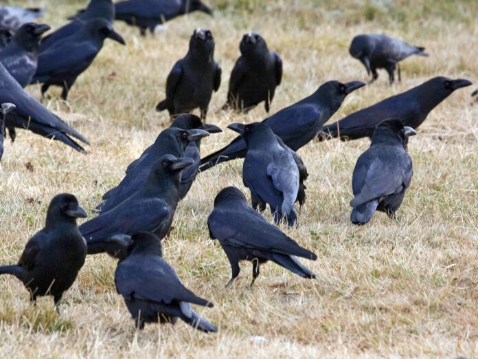Why Do Crows Gather in Large Numbers