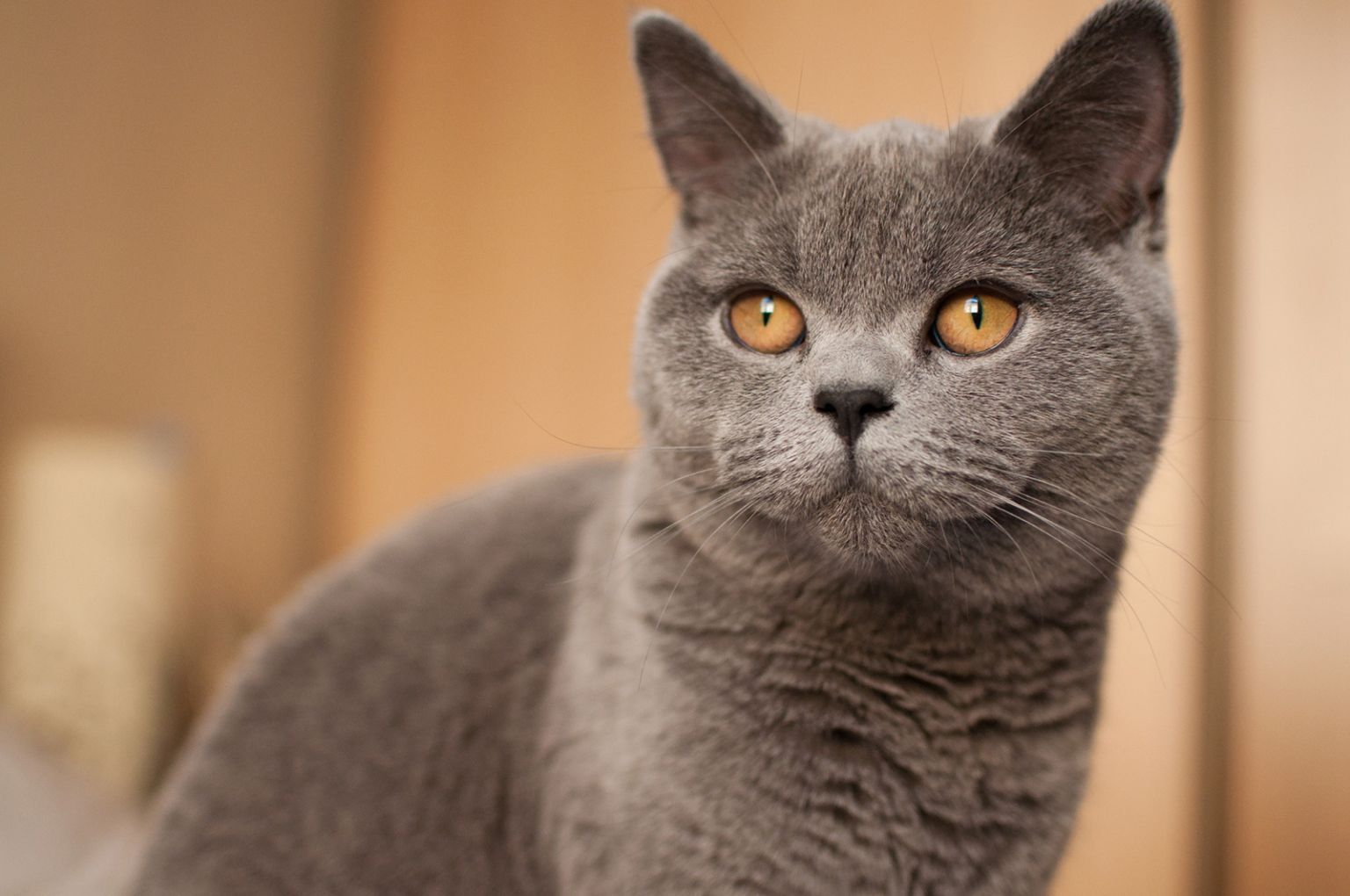 British shorthair. Порода кошек британец. Британский короткошерстный кот. Британский короткошерстный кот серый. British Shorthair кошка.