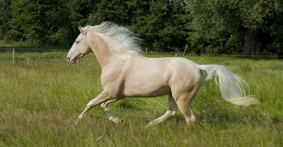 Хорс серебряный. Перлино лошадь. Cremello масть лошади. Ахалтекинская Перлино. Perlino Andalusian.