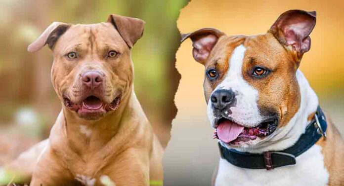 American Staffordshire Terrier vs. Pit Bull