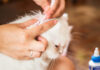 Best Ear Mite Treatments for Cats