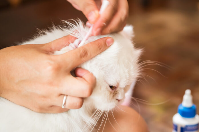 Best Ear Mite Treatments for Cats