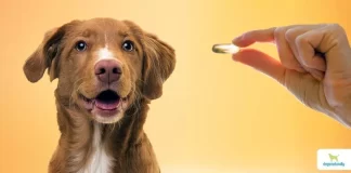 Best Fish Oils for Dogs