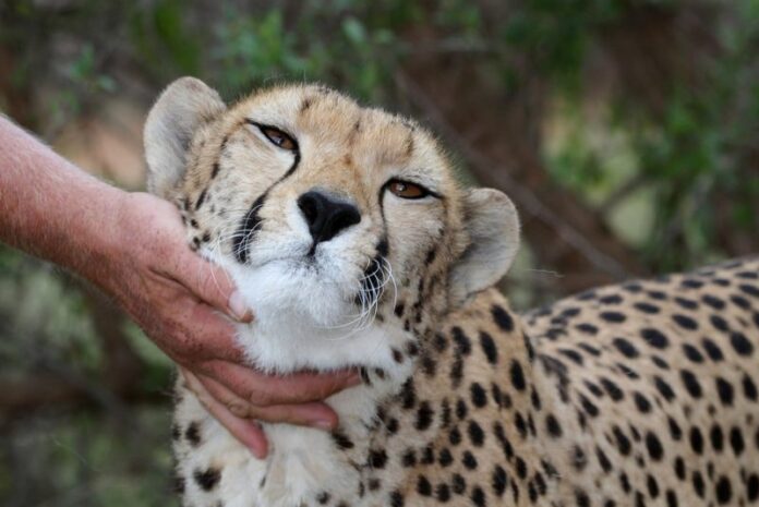 Do Cheetahs Make Good Pets