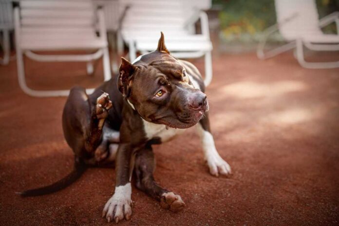 Dog Foods for Pitbulls With Skin Allergies